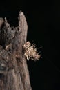 Bagworm moth caterpillar, Psyche casta, Pune