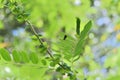 A Bagworm moth caterpillar resting under a Matura tea tree leaflet