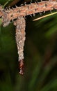 Bagworm moth cocoon that has hatched.