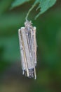 Bagworm moth cocoon