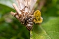 Bagworm moth eating a leaf in australia