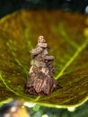 Bagworm Moth