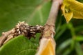 Bagworm moth looking for a good spot on a branch in australia