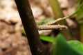 Bagworm moth psychidae larva with best architectural design