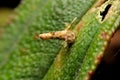 Bagworm moth psychidae larva with best architectural design