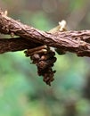 Bagworm moth pupae Royalty Free Stock Photo