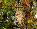 Bagworm on a pine tree Royalty Free Stock Photo