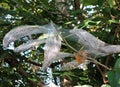 Bagworm Webs Royalty Free Stock Photo