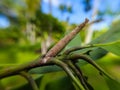 bagworms attached to mango branches Royalty Free Stock Photo