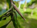 bagworms attached to mango branches Royalty Free Stock Photo