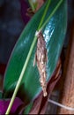 Bagworms (Psyche casta), butterfly caterpillar in a bag decorated with pieces of wood