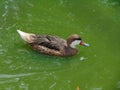 Bahama duck White-Cheeked Pintail. Anas bahamensis