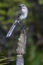 Bahama Mockingbird, Mimus gundlachii Royalty Free Stock Photo