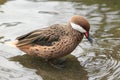 Bahama pintail