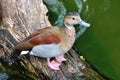 A bahama pintail on trunk