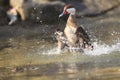 Bahama pintail