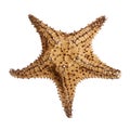 Bahama Star Royalty Free Stock Photo