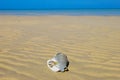 Bahamas beach and shells Royalty Free Stock Photo