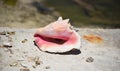 Bahamas- Close Up of a Colorful Large Conch Shell on a Sunny Beach Royalty Free Stock Photo