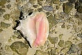 Bahamas- Mayaguana- Close Up of a Pink Queen Conch Shell Royalty Free Stock Photo