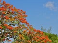 Bright orange colored flame tree blooming in Bahamas Royalty Free Stock Photo