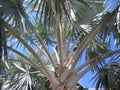 Bahamas Palm Tree Leaves Royalty Free Stock Photo
