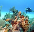 Bahamas reeflife Royalty Free Stock Photo