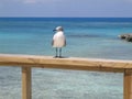 Bahamas Sea Gull Royalty Free Stock Photo