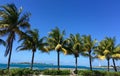 Bahamas sunny coconut trees