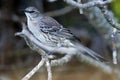 Bahamaspotlijster, Bahama Mockingbird, Mimus gundlachii