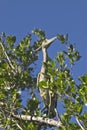 Bahamian Crane in a Tree Royalty Free Stock Photo