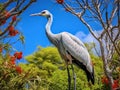 Bahamian Crane in a Tree