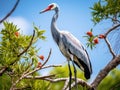 Bahamian Crane in a Tree