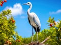 Bahamian Crane in a Tree