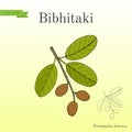 Bahera, or bibhitaki, beleric or myrobalan Terminalia bellirica , medicinal plant