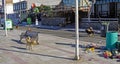 Sleepy little chilean coastal town with lots of stray pack of dogs rummaging through waste bins on empty deserted urban street