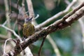 Bahia piculet Picumnus exilis Rare, endemic and endangeared woodpecker bird from the Brazilian Northeast