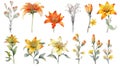 Bahrain Flowers Collection: Watercolor Beauty on a Clean White Background.