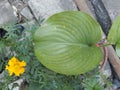 Bai Wan Nang Khum heart shaped leaves