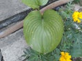 Bai Wan Nang Khum heart shaped leaves