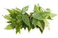Bai-ya-nang,herb on white Royalty Free Stock Photo