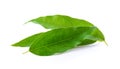 Bai-ya-nang Thai name Tiliacora triandra. Thai herb Royalty Free Stock Photo