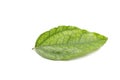 Bai-ya-nang (Thai name) (Tiliacora triandra). Thai herb.Thai foo Royalty Free Stock Photo