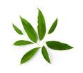Bai-ya-nang Thai name Tiliacora triandra. Thai herb Royalty Free Stock Photo