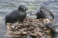 Baikal freshwater seal Royalty Free Stock Photo