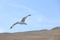 A Baikal gull flies across the blue sky Royalty Free Stock Photo