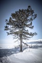 Baikal. Holy Nose Peninsula. Barguzinsky Gulf Coast in the winter. Tinted. Royalty Free Stock Photo