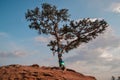 Baikal larch crooked old tree tied with colored religious ribbons in the light of sun Royalty Free Stock Photo