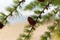 Baikal Larch Pine Cones on Defocused Send Baikal Beach