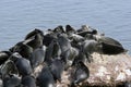 Baikal Mammal Royalty Free Stock Photo